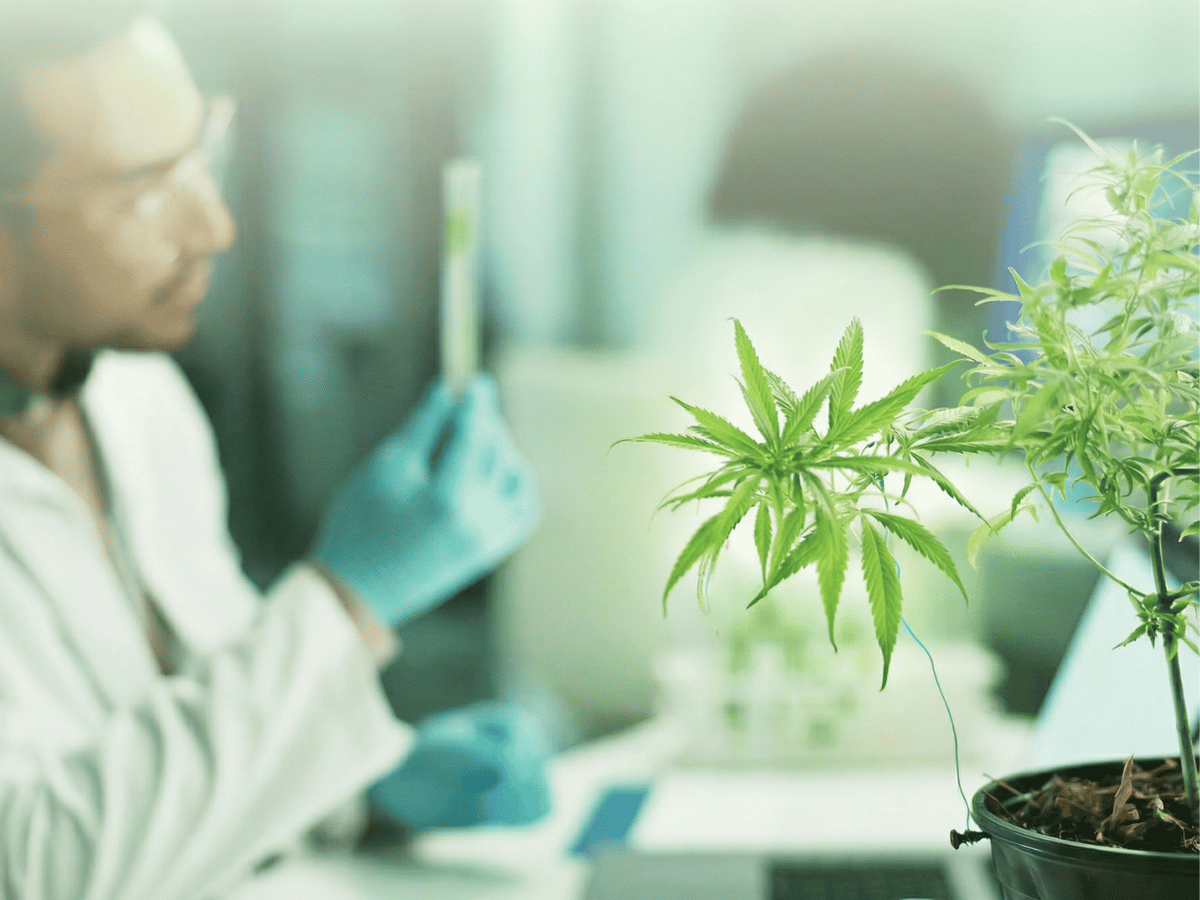 CBD vs THC